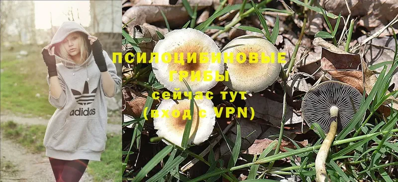Псилоцибиновые грибы прущие грибы  Аксай 
